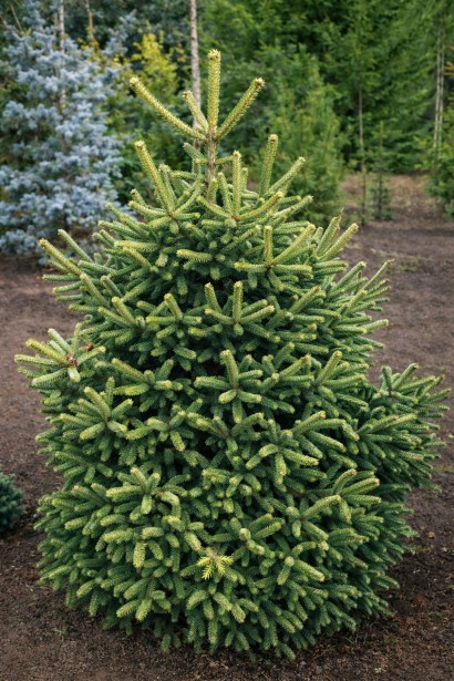 Abies pinsapo Aurea